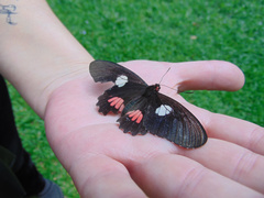 Parides anchises