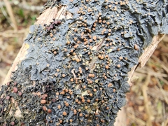 Nectria cinnabarina