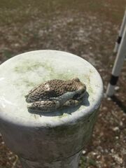 Trachycephalus vermiculatus