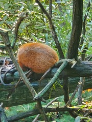 Ailurus fulgens