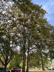Acer macrophyllum