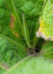 Oecanthus argentinus