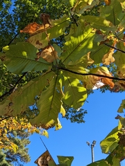 Magnolia macrophylla
