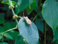 Spartocera