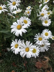 Leucanthemum maximum