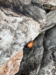 Labidomera suturella