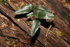 Smilax australis
