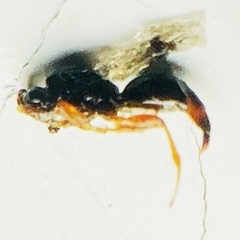 Proctotrupidae