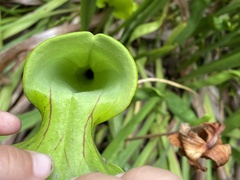 Sarracenia