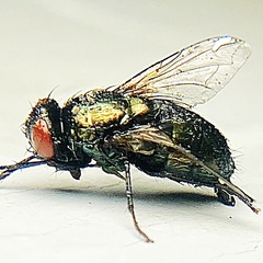 Neomyia cornicina