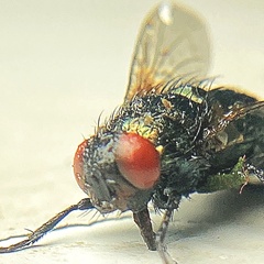 Neomyia cornicina