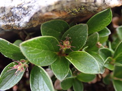 Salix nivalis