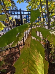 Magnolia macrophylla