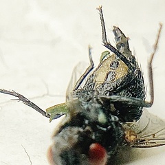 Neomyia cornicina