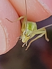 Oecanthus argentinus