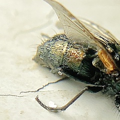 Neomyia cornicina