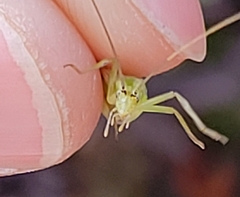 Oecanthus argentinus