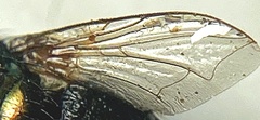 Neomyia cornicina