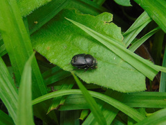 Scarabaeidae