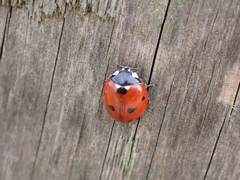 Coccinella septempunctata