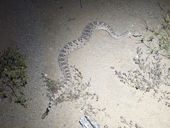 Crotalus cerastes