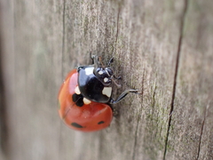 Coccinella septempunctata