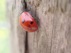 Coccinella septempunctata