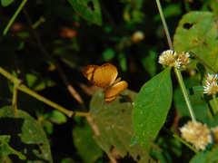 Tegosa