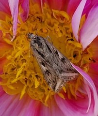 Loxostege cereralis