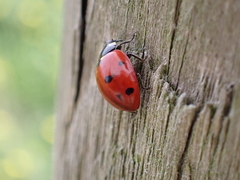Coccinella septempunctata
