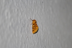 Chrysoecia dela