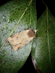 Rhynchaglaea scitula