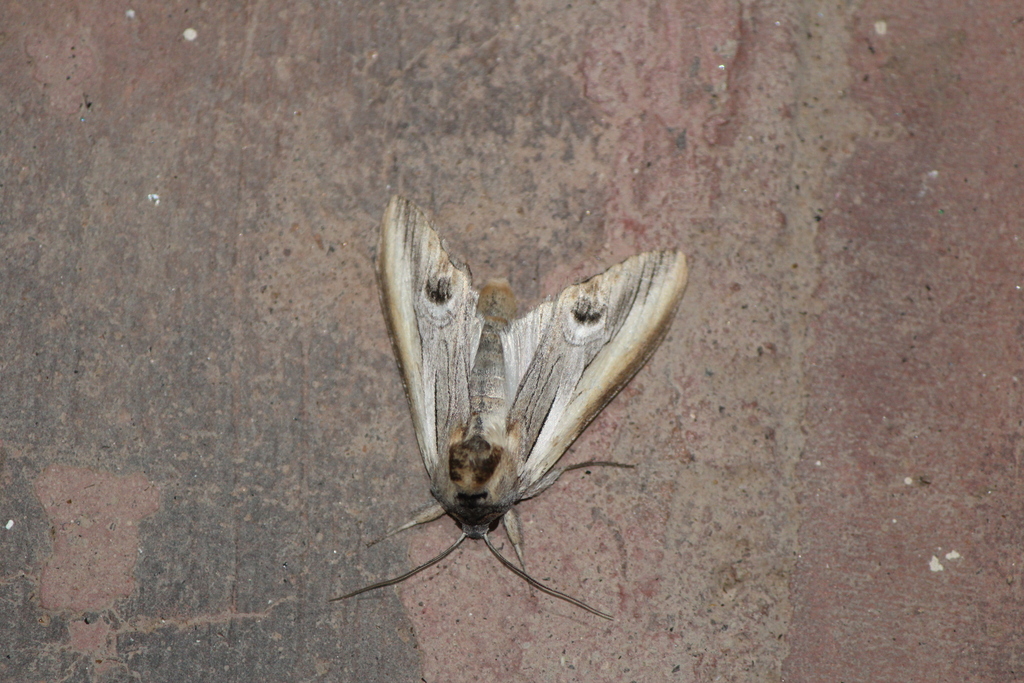 Opsigalea ocellata