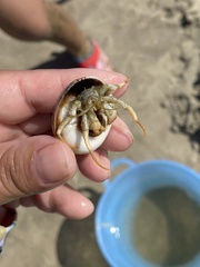 Isocheles wurdemanni