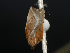 Arachnographa micrastrella