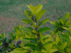 Zoniopoda tarsata