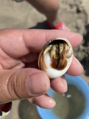 Isocheles wurdemanni