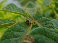 Zoniopoda tarsata