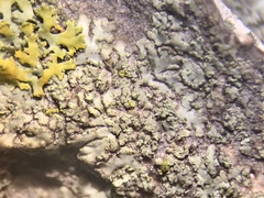 Hyperphyscia confusa