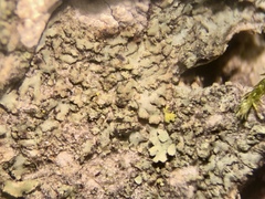 Hyperphyscia confusa