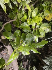 Dysoxylum spectabile