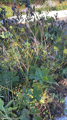 Baptisia australis
