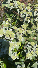 Pycnanthemum muticum