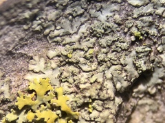 Hyperphyscia confusa