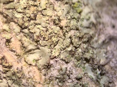 Hyperphyscia confusa