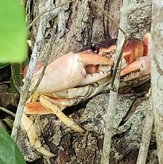 Gecarcinus lateralis