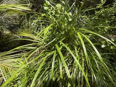 Freycinetia banksii