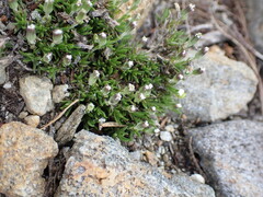Cherleria biflora