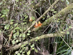 Rhabdothamnus solandri