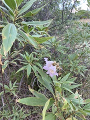 × chitalpa tashkentensis